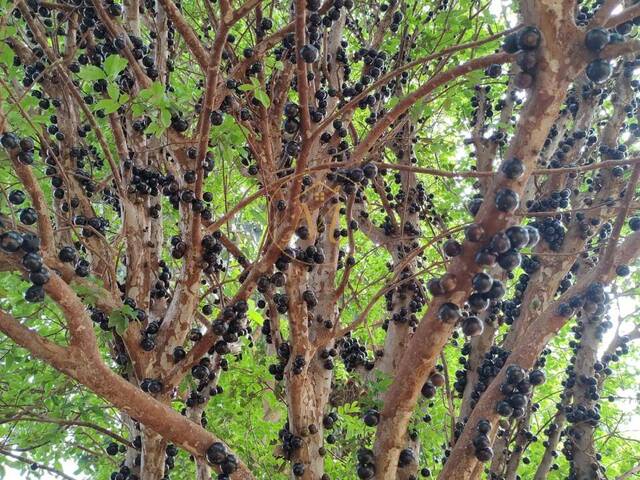 Chácara para Venda em São José do Rio Preto - 4